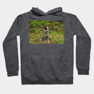 Kla pup c Hoodie